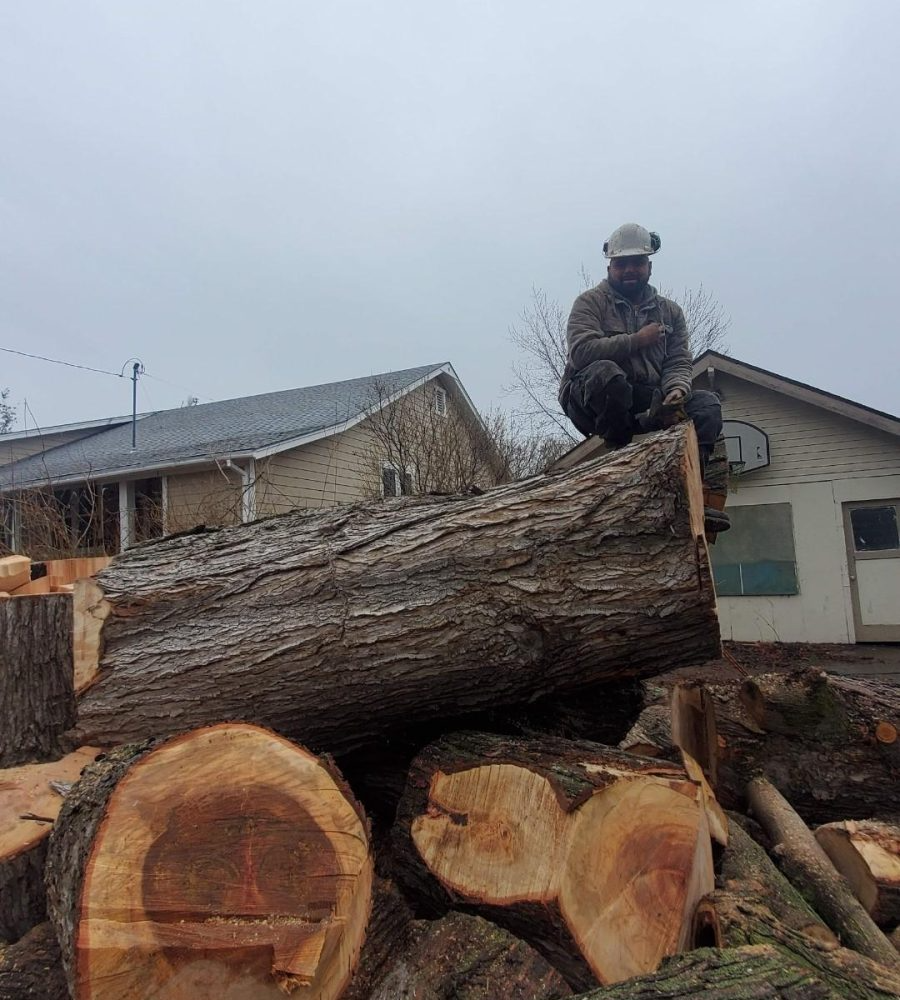 Usa tree service Image